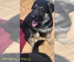 Small Photo #17 German Shepherd Dog Puppy For Sale in APACHE JUNCTION, AZ, USA