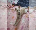 Small Parson Russell Terrier Mix