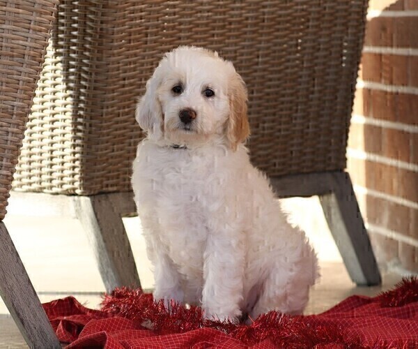 Medium Photo #1 Goldendoodle (Miniature) Puppy For Sale in MANHEIM, PA, USA