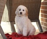 Small Photo #1 Goldendoodle (Miniature) Puppy For Sale in MANHEIM, PA, USA