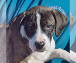 Small #5 Boxer-Plott Hound Mix