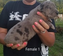 Great Dane Puppy for sale in BRODHEAD, KY, USA
