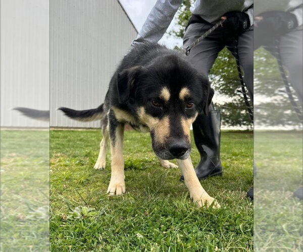 Medium Photo #1 Siberian Husky-Unknown Mix Puppy For Sale in Evansville, IN, USA