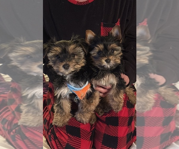 Medium Photo #15 Yorkshire Terrier Puppy For Sale in SAN ANTONIO, TX, USA