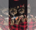 Small #14 Yorkshire Terrier