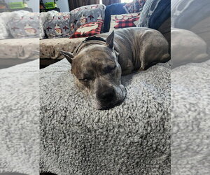 Luca  (2024) - Female American Staffordshire Terrier-Unknown Mix Dog for Adoption - Photo #6