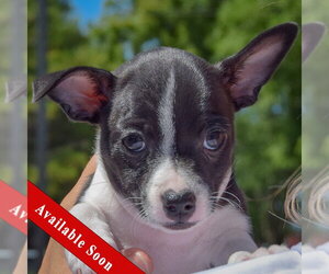 Jack-Rat Terrier Dogs for adoption in Huntley, IL, USA