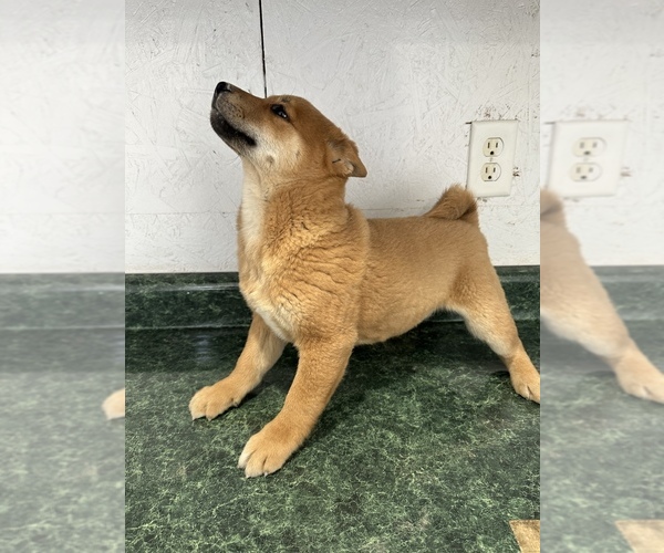 Medium Photo #4 Shiba Inu Puppy For Sale in HARRISBURG, MO, USA