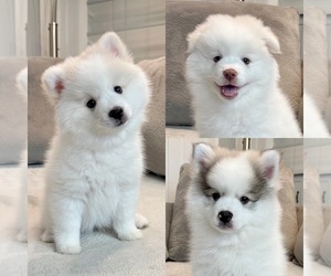 Pomsky Puppy for Sale in WARMINSTER, Pennsylvania USA