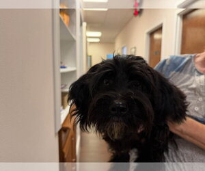 Mutt Dogs for adoption in Holly Springs, NC, USA