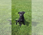 Small #2 Labrador Retriever Mix