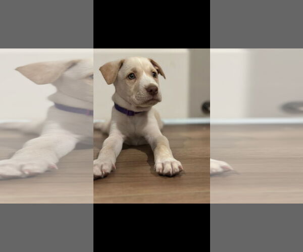 Medium Photo #2 Labrador Retriever-Unknown Mix Puppy For Sale in NYC, NY, USA