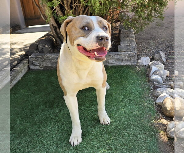 Medium Photo #2 American Staffordshire Terrier Puppy For Sale in Albuquerque, NM, USA