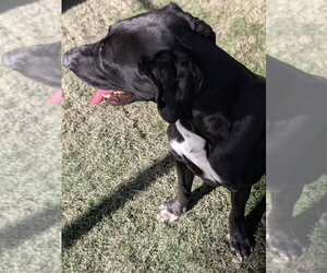 Fletcher - Male Labrador Retriever-Unknown Mix Dog for Adoption - Photo #3