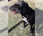 Small Photo #3 Labrador Retriever-Unknown Mix Puppy For Sale in garner, NC, USA