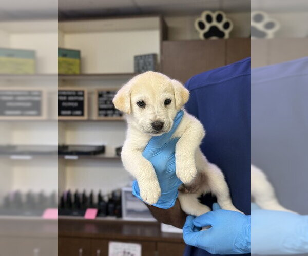 Medium Photo #1 Labrador Retriever Puppy For Sale in Sugar Land, TX, USA