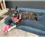 Small #13 American Pit Bull Terrier Mix
