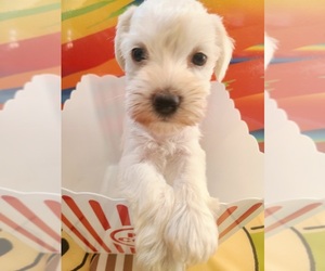 Schnauzer (Miniature) Puppy for sale in BELL, CA, USA