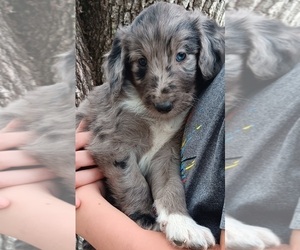 Cadoodle-Poodle (Standard) Mix Puppy for sale in MILTON, FL, USA
