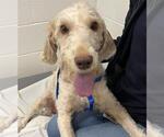 Small Goldendoodle