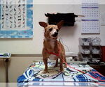Small Chihuahua Mix