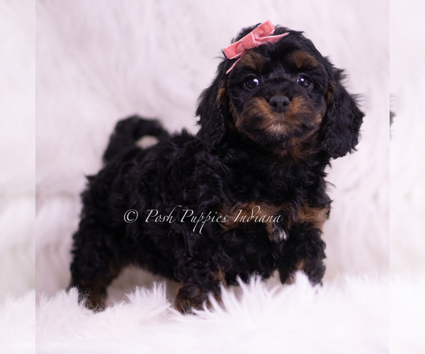 Medium Photo #4 Poodle (Toy) Puppy For Sale in WARSAW, IN, USA