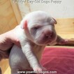Small Photo #187 Dogo Argentino Puppy For Sale in PINEVILLE, MO, USA
