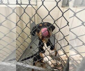 American Staffordshire Terrier-Unknown Mix Dogs for adoption in Anchorage, AK, USA