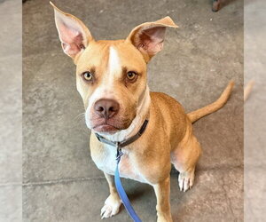 American Bulldog-Unknown Mix Dogs for adoption in Tavares, FL, USA