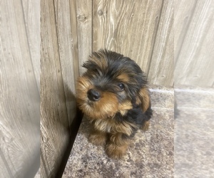 Yorkshire Terrier Puppy for sale in MYRTLE, MO, USA