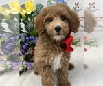 Small Photo #15 Goldendoodle (Miniature) Puppy For Sale in BULLARD, TX, USA