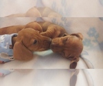 Small Photo #4 Dachshund Puppy For Sale in PLEASANT HILL, CA, USA