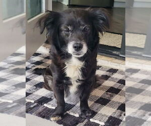 Colonial Cocker Spaniel-Unknown Mix Dogs for adoption in Newfoundland, PA, USA