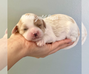Cavapoo Puppy for sale in LENEXA, KS, USA