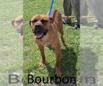Small #3 Boxer-Mastiff Mix