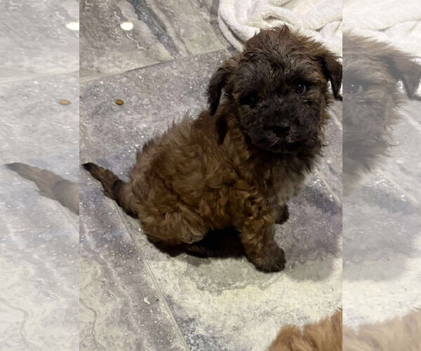 Medium Photo #4 Siberian Husky-Unknown Mix Puppy For Sale in pomfret, CT, USA