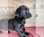 Image preview for Ad Listing. Nickname: Black Lab