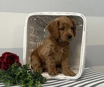 Small #2 Cavapoo