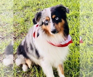 Father of the Miniature Australian Shepherd puppies born on 08/06/2025