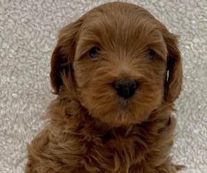 Miniature Bernedoodle-Poodle (Miniature) Mix Puppy for sale in BATAVIA, OH, USA