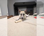 Small Mutt