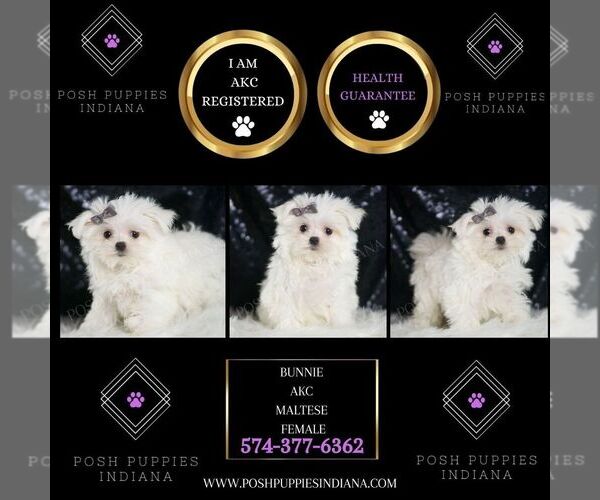 Medium Photo #2 Maltese Puppy For Sale in WARSAW, IN, USA