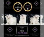 Small #1 Maltese