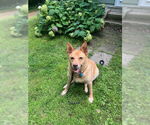Small Shepradors