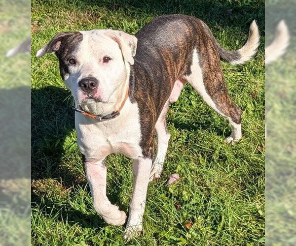 Medium Photo #1 Staffordshire Bull Terrier Puppy For Sale in Akron, OH, USA