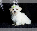 Small #2 Morkie