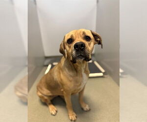 Mutt Dogs for adoption in Fayetteville, NC, USA