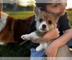 Small #2 Pembroke Welsh Corgi