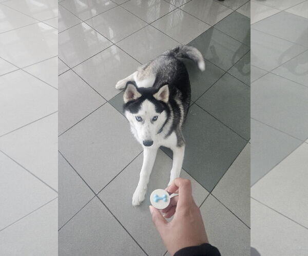 Medium Photo #2 Siberian Husky Puppy For Sale in Miami, FL, USA