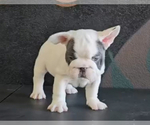 Small #2 French Bulldog